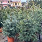 Jedľa jednofarebná (Abies concolor) - výška 80-90 cm, kont. C12L